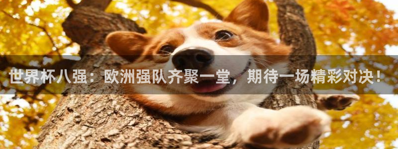 2026世界杯官网入口：世界杯八强：欧洲强队齐聚一堂，期待一场精彩对决！